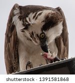 Feeding osprey hawk feeding on the freshly caught fish, standing on a streetlight pole, UABC campus, Ensenada, Mexico