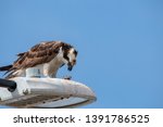 Feeding osprey hawk feeding on the freshly caught fish, standing on a streetlight pole, UABC campus, Ensenada, Mexico