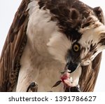 Feeding osprey hawk feeding on the freshly caught fish, standing on a streetlight pole, UABC campus, Ensenada, Mexico