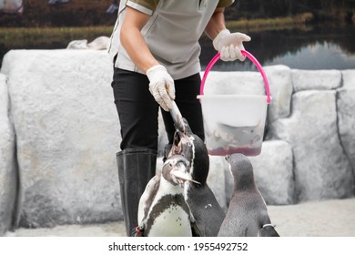 Feeding penguin with fish in the zoo. Closeup of hand wearing gloves give fish to penguins. Selective focus - Powered by Shutterstock