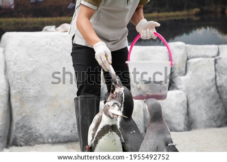 Feeding penguin with fish in the zoo. Closeup of hand wearing gloves give fish to penguins. Selective focus
