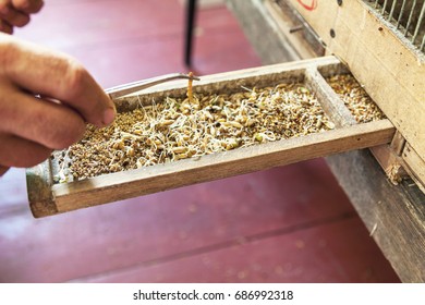 Feeding Pet Birds. Hand Holds The Flour Beetle Larva Cockchafer Curved Mounting Tweezers Close-up
