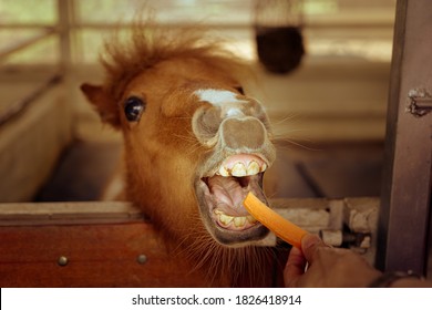Ugly Horse High Res Stock Images Shutterstock