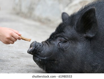 Feeding of a pig