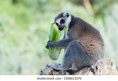 photo lemur for mac