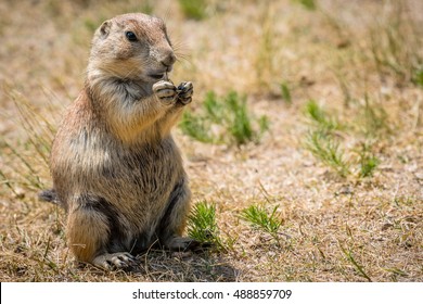 1,255 Feeding Prairie Dog Images, Stock Photos & Vectors | Shutterstock