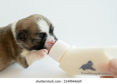 Feeding Puppy Dog With Goat Milk