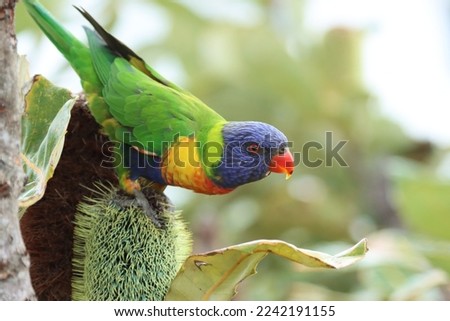  a feeding rainbow lorikeet parrot