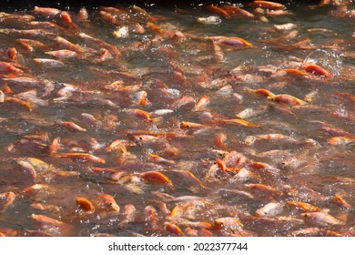 Feeding Red Tilapia Freshwater Fish Farm Stock Photo 2022377744 ...