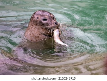 Feeding seal with fish in zoo