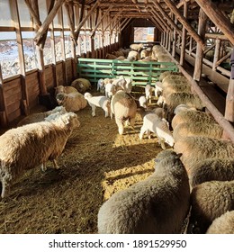 2,796 Sheep in the cage Images, Stock Photos & Vectors | Shutterstock