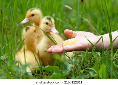 Feeding small ducklings mulard from the hand. - Powered by Shutterstock