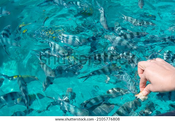 Feeding\
the small fish with bread. Snorkling trip on Zanzibar. Tour guide\
luring the fish for tourists to see. Lots of colorful fish eating\
from hand. Deep blue ocean around Zanzibar\
island