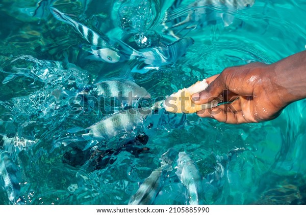 Feeding
the small fish with bread. Snorkling trip on Zanzibar. Tour guide
luring the fish for tourists to see. Lots of colorful fish eating
from hand. Deep blue ocean around Zanzibar
island