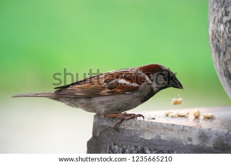 Feeding sparrow. A restless sparrow after a hearty lunch. A bright sparrow pecks bread crumbs. The male differs from the female by the presence of a black spot at the chin, throat and chest. 