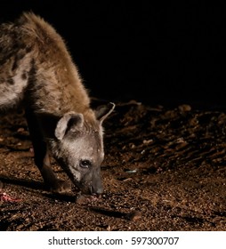 Feeding of spotted hyenas near Harar, Ethiopia