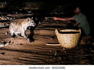 Feeding of spotted hyenas near Harar, Ethiopia