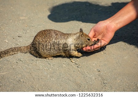 Feeding a squirrel