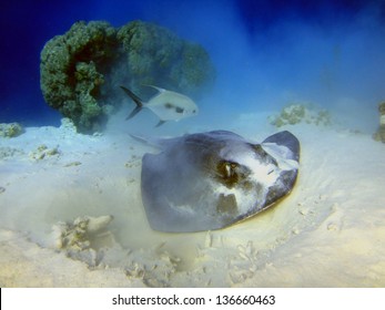 Feeding Stingray Stock Photo 136660463 | Shutterstock