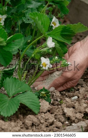 Feeding strawberries with organic granular fertilizers. Fertilizer for vegetables, fruits, flowers, and berries. Blooming strawberries. Organic gardening and fertilizers. Selective focus, close-up