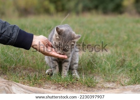 Feeding a stray cat on the street.A man feeds a stray hungry cat on the street.Help stray animals.