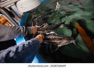 Feeding sturgeon fish with one hand in fish farm.