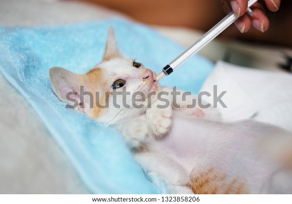 syringe for kitten
