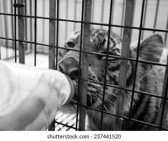 Feeding A Tiger Cub Out Of The Bottle In The Cage