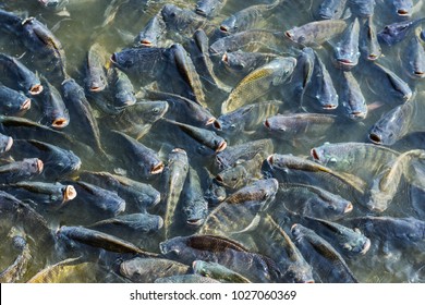 328 Tilapia School Images, Stock Photos & Vectors | Shutterstock