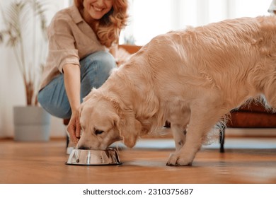 ¡Tiempo de alimentación! Una mujer adulta llevó un tazón de comida a su perro Labrador mascota. Perro comiendo comida seca de un tazón en la sala de estar en casa.