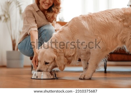 Feeding time! An adult woman brought a bowl of food to her pet Labrador dog. Dog eating dry food from a bowl in the living room at home.