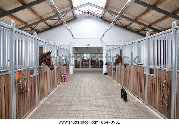 Feeding time for\
brown and white horse in\
stable