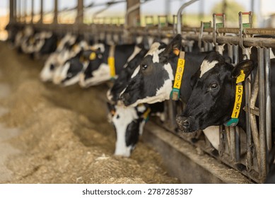 Its feeding time in cowshed. Cows pick up hay with their lips, chew straw, and take delicious grass from pile of food.
