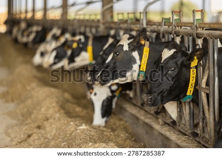 Its feeding time in cowshed. Cows pick up hay with their lips, chew straw, and take delicious grass from pile of food.