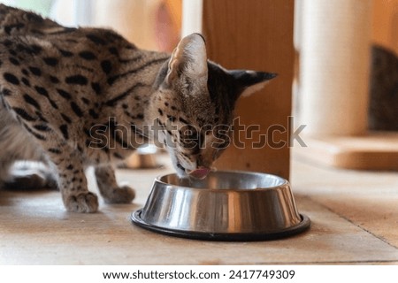 Feeding Time for a F1 Savannah Cat