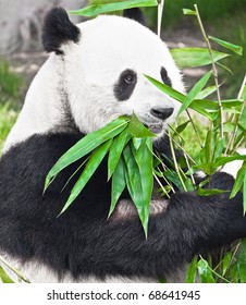 Feeding time. Giant panda eating bamboo leaf