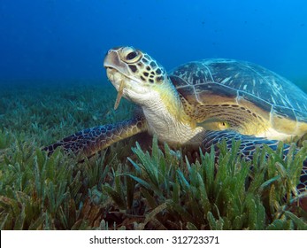 Feeding Time For Green Sea Turtle 