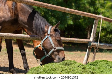 1,462 Horse feeding fresh Images, Stock Photos & Vectors | Shutterstock