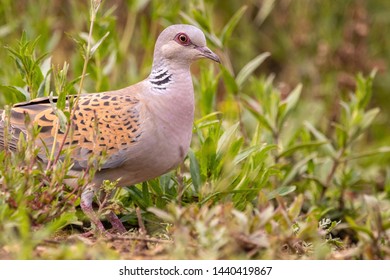 Feeding Turtle Dove Kent, Uk