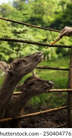 feeding two deer in captivity