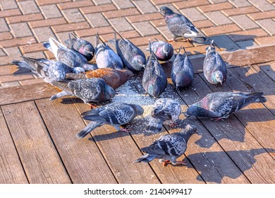 Feeding urban pigeons . Flock of birds eating on the pavement