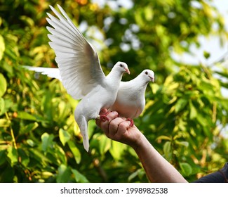 Feeding White Pigeon On Hand