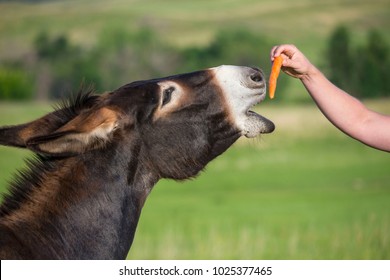 Feeding a wild donkey burro a carrot mule animal feed handout petting zoo farm black hills wildlife loop Equus asinus - Powered by Shutterstock