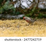 Feeding wintering birds in the garden. Common redpoll, male on the ground, birds in the background.