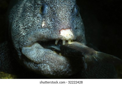 Feeding Wolf Eel