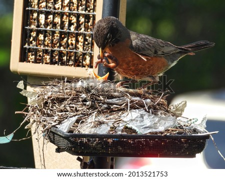 FeedingBirds in the Nest: An American robin bird feeds a baby bird in the nest a worm