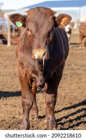 Feedlot Cow With Bovine Respiratory Disease. Nasal Discharge Is Visible In The Picture.