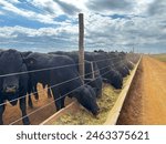feedlot intensive production system beef cattle. Nelore and Angus breed bovine