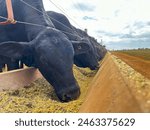 feedlot intensive production system beef cattle. Nelore and Angus breed bovine