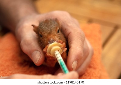 Feeds Milk To Squirrel By Wild Animal Assistance